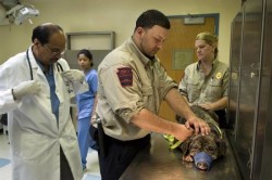 Animal Cops: Philadelphia