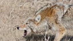 Animal Fight Club