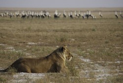 The Lion Queen