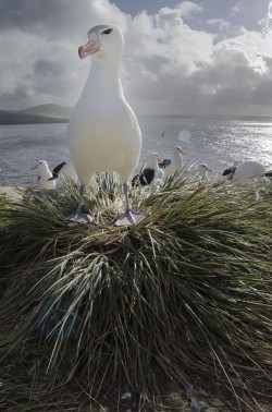 Wildest Islands