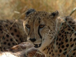 Africa´s Deadliest: Young Blood