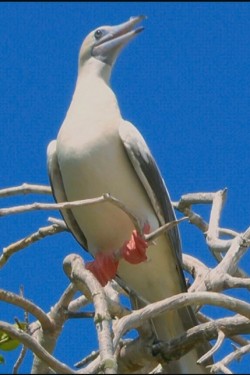 Aldabra