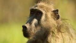 Queen of the Baboons