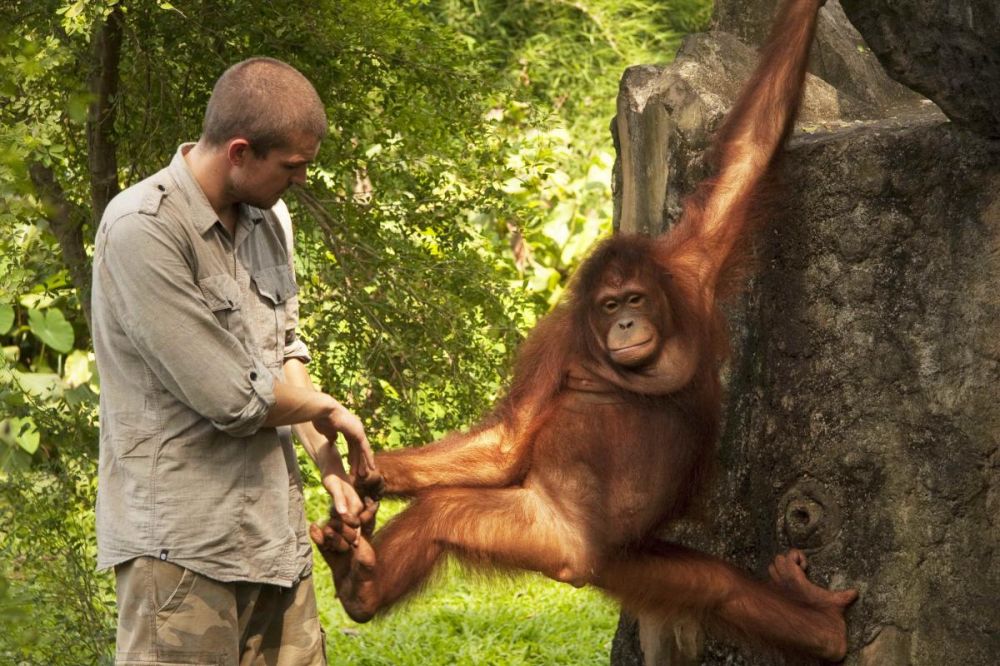 Orangutan Porn