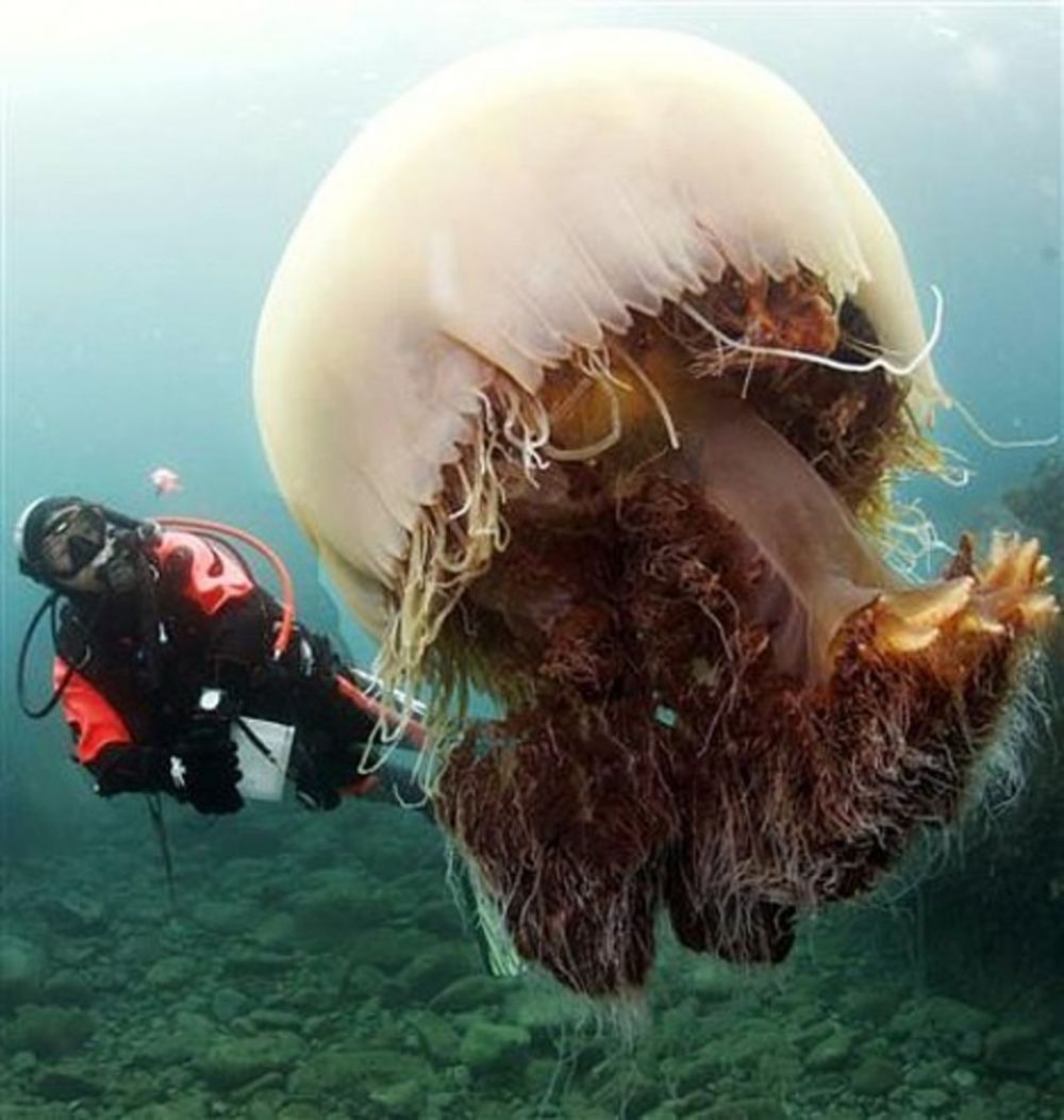 Арктическая медуза цианея