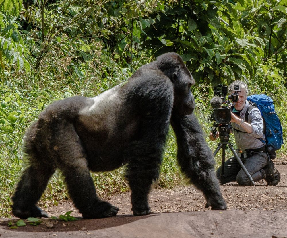 Огромный проявлять. Горилла 300 кг. Эволюция гориллы. Гигантская горилла. Огромная горилла и человек.